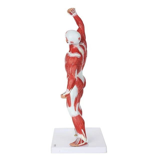 Muscle Anatomy system Model - drtobe