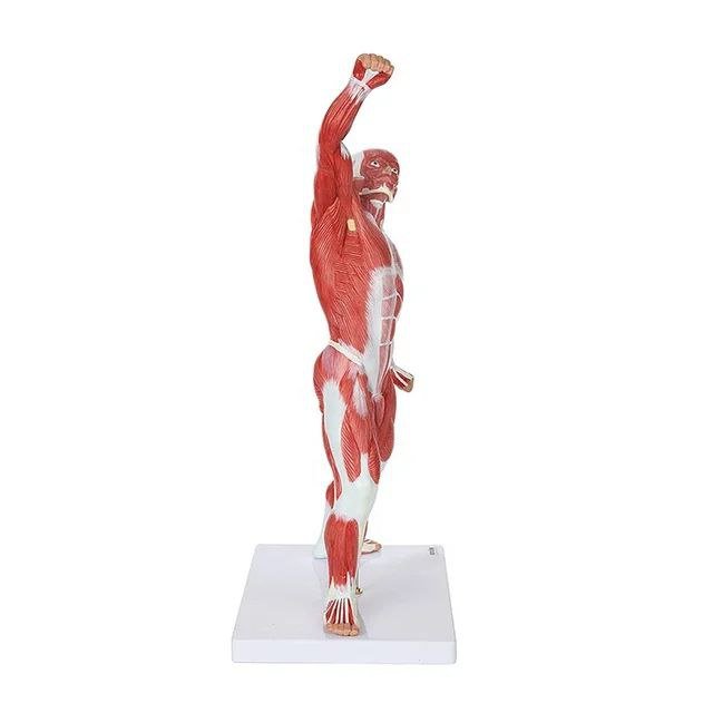 Muscle Anatomy system Model - drtobe