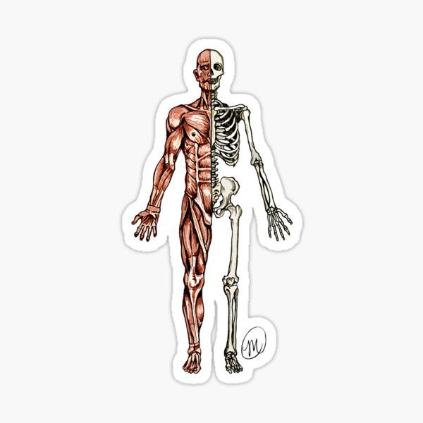 Muscle/Skeleton Body Sticker - drtobe