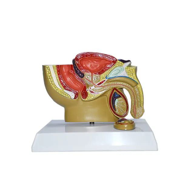 Male Reproductive System Anatomy Model