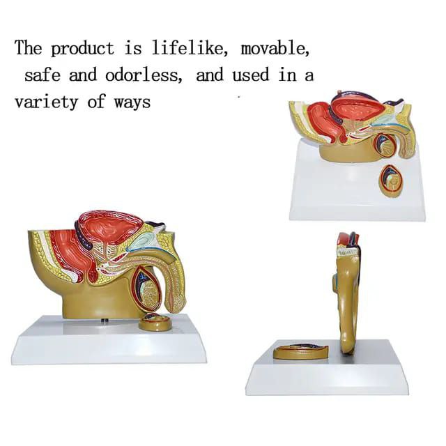 Male Reproductive System Anatomy Model