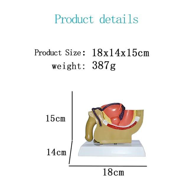 Male Reproductive System Anatomy Model