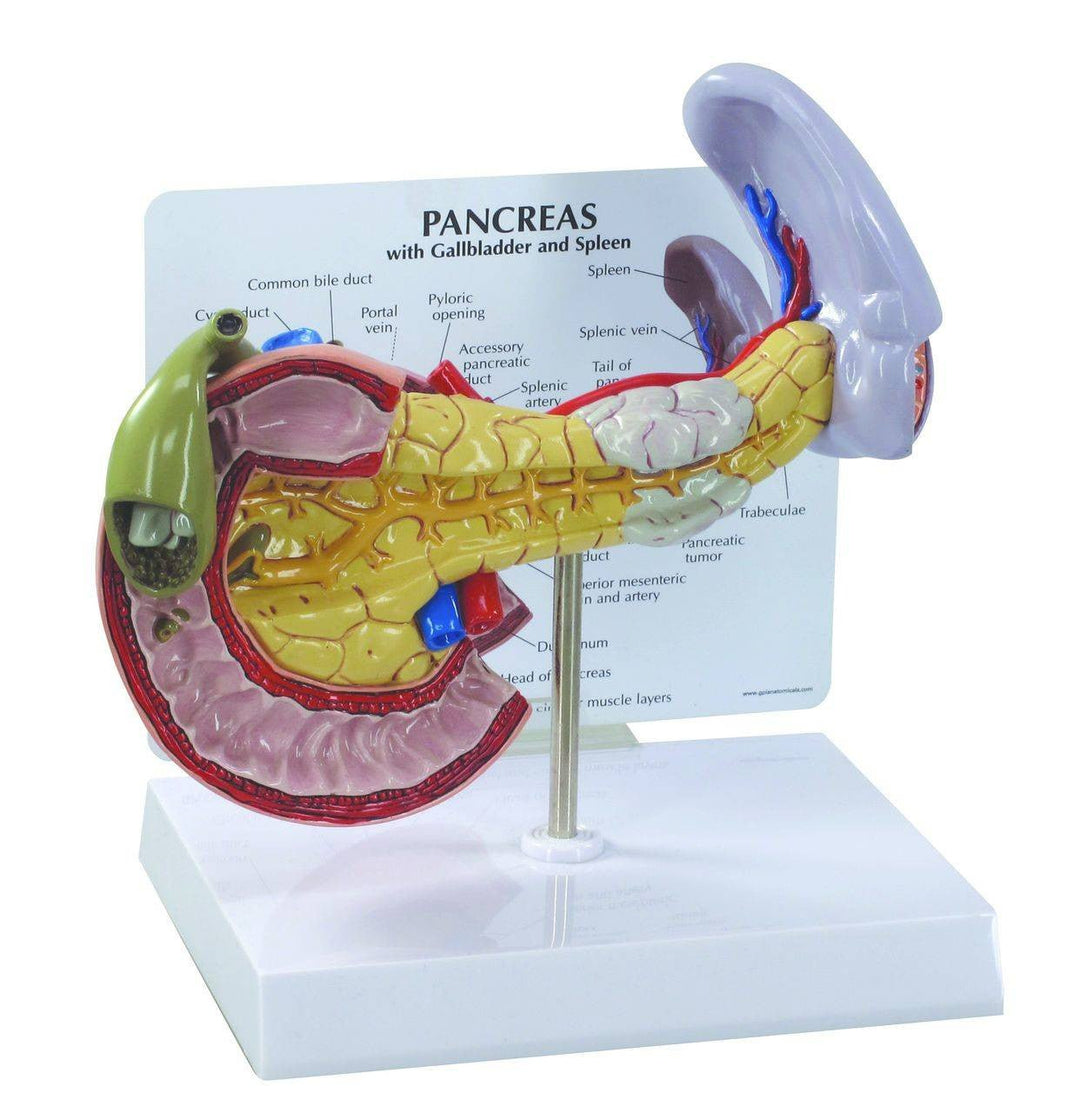 Pancreas Anatomy Model - drtobe
