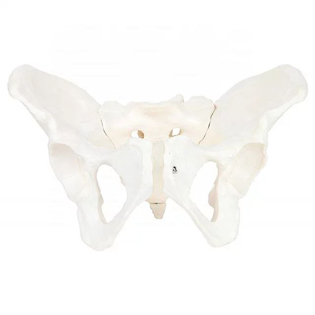 Pelvis Anatomy Model - drtobe