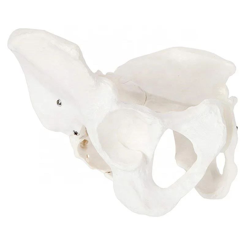 Pelvis Anatomy Model - drtobe