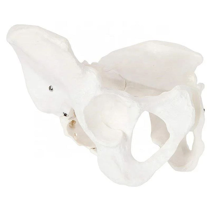 Pelvis Anatomy Model - drtobe