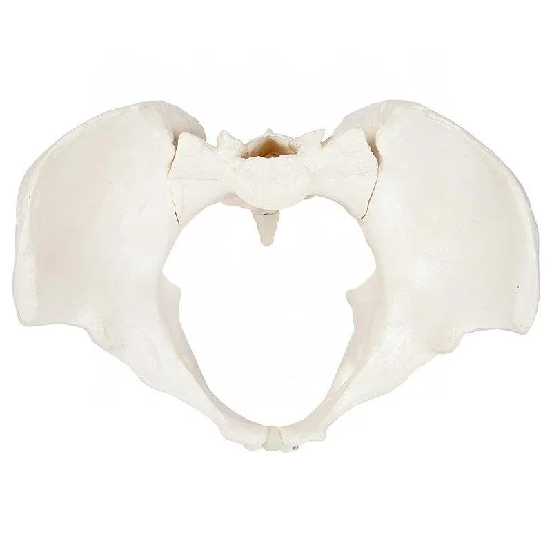 Pelvis Anatomy Model - drtobe