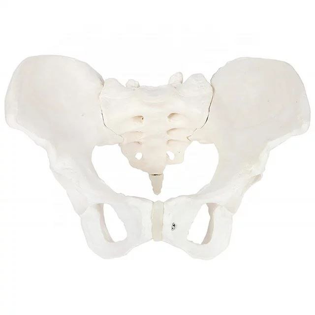 Pelvis Anatomy Model - drtobe