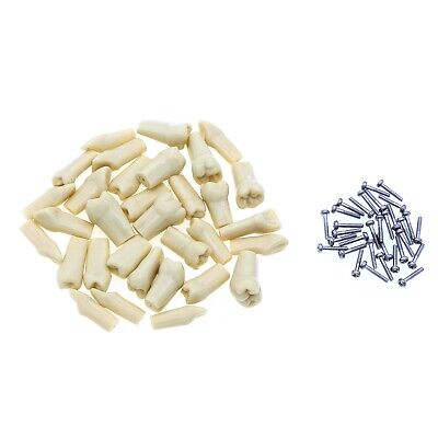 Set of Teeth (32) - drtobe