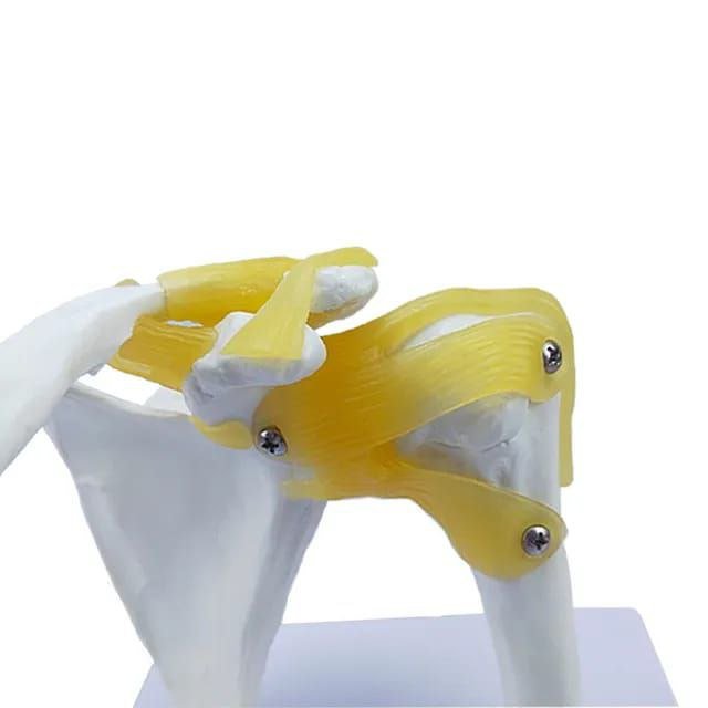 Shoulder Anatomy Model - drtobe