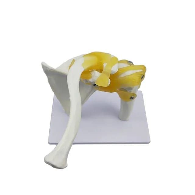 Shoulder Anatomy Model - drtobe