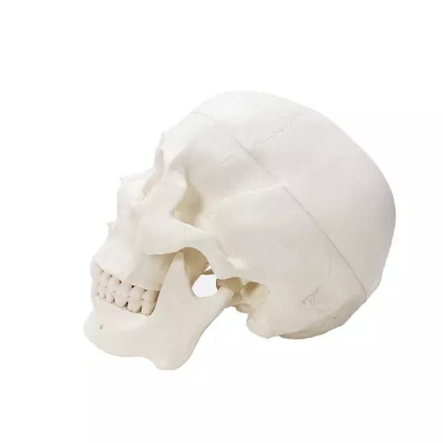 Skull Anatomy Model - drtobe