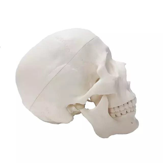 Skull Anatomy Model - drtobe