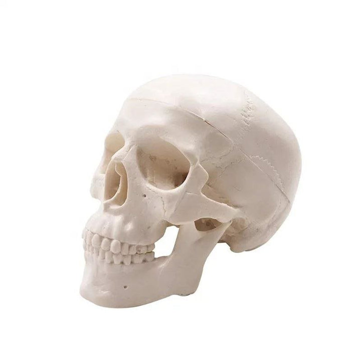 Skull Anatomy Model - drtobe