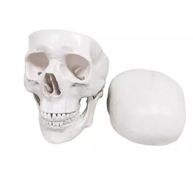 Skull Anatomy Model - drtobe