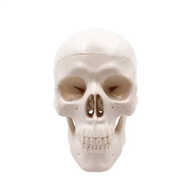 Skull Anatomy Model - drtobe