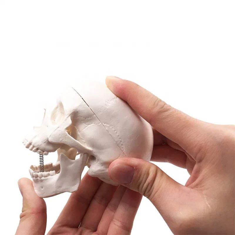 Skull Anatomy Model - drtobe