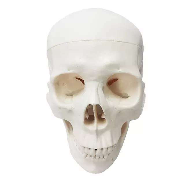 Skull Anatomy Model - drtobe