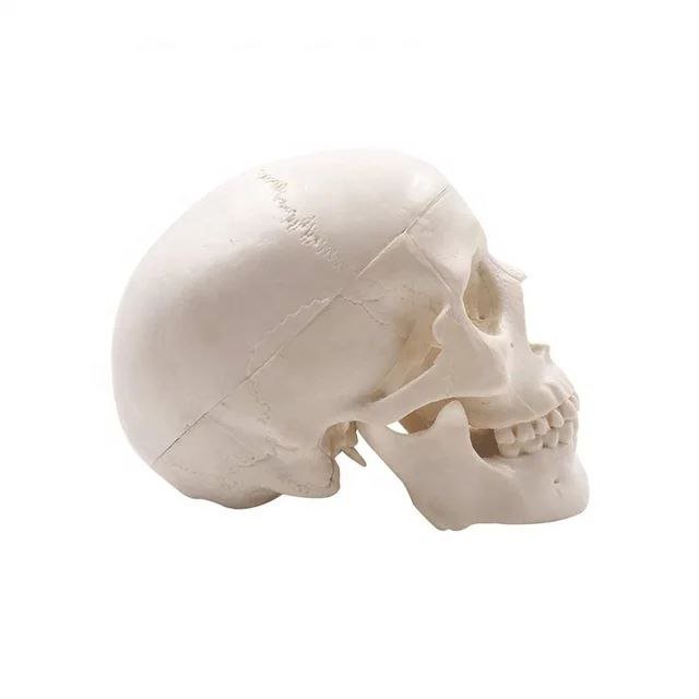 Skull Anatomy Model - drtobe