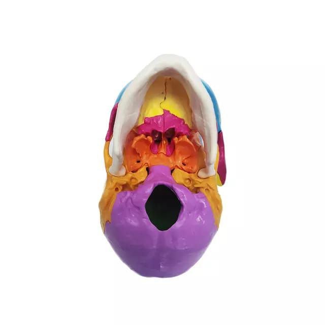 Skull Colored Anatomy Model - drtobe