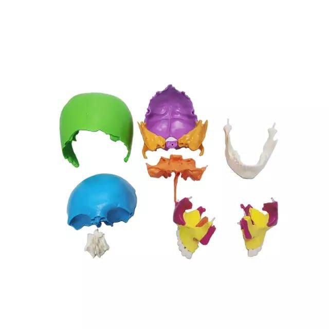Skull Colored Anatomy Model - drtobe
