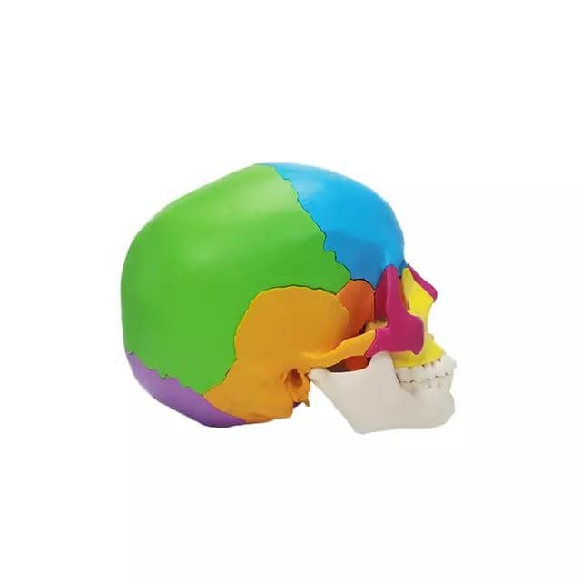 Skull Colored Anatomy Model - drtobe