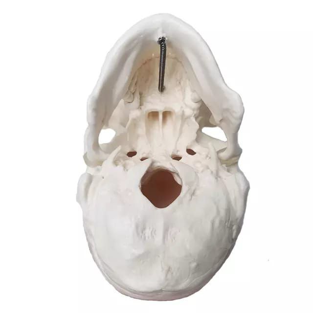 Skull Anatomy Model