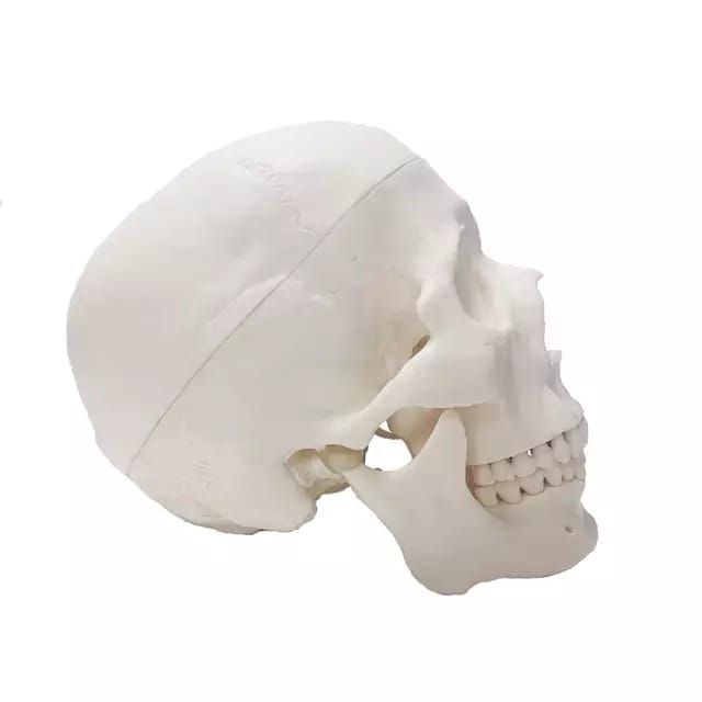 Skull Anatomy Model