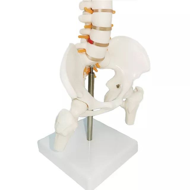 Spine Anatomy Model - drtobe