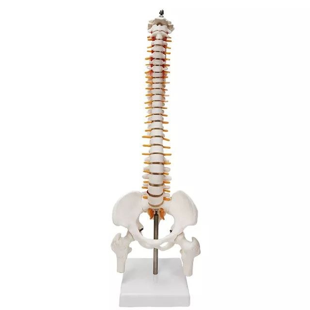 Spine Anatomy Model - drtobe