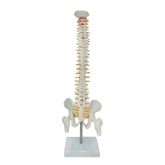 Spine Anatomy Model - drtobe