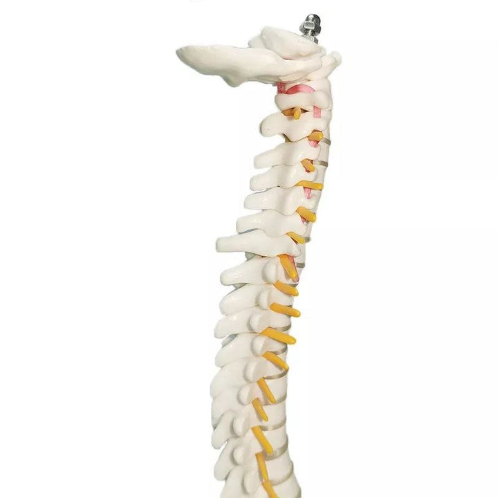 Spine Anatomy Model - drtobe