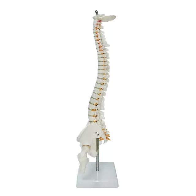 Spine Anatomy Model - drtobe