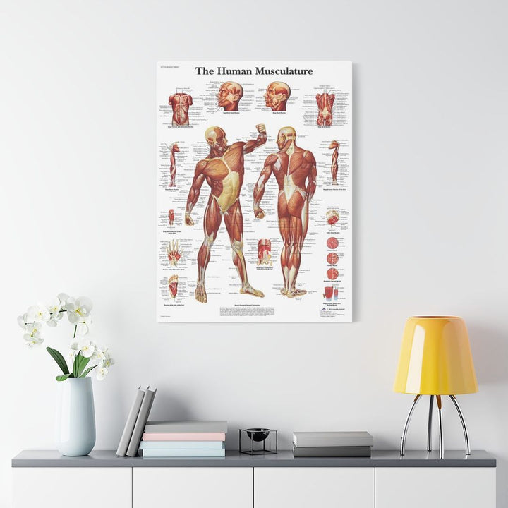 The Human Musculature Anatomy Canva - drtobe
