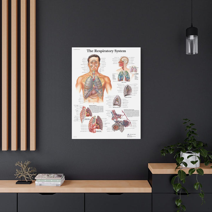The Respiratory System Canva - drtobe