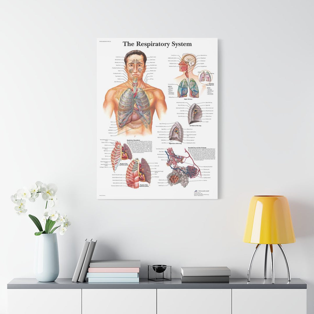 The Respiratory System Canva - drtobe