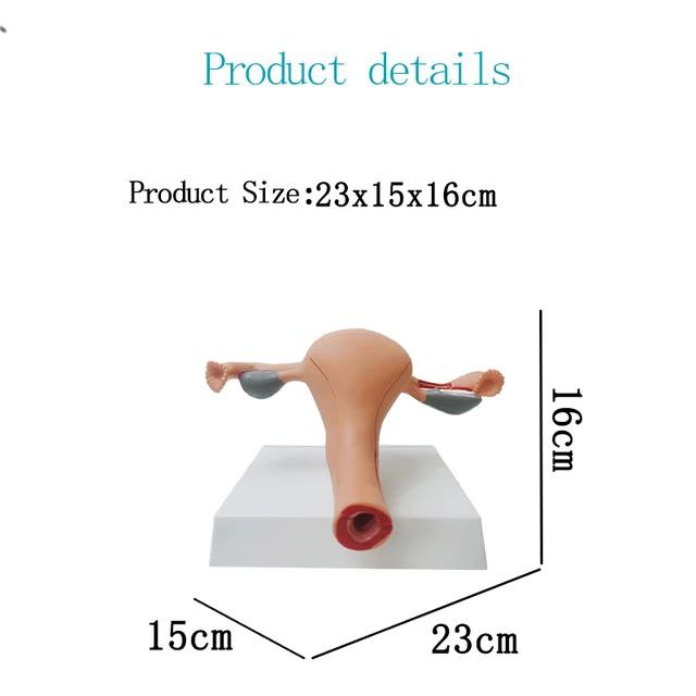 Female Reproductive System Anatomy Model