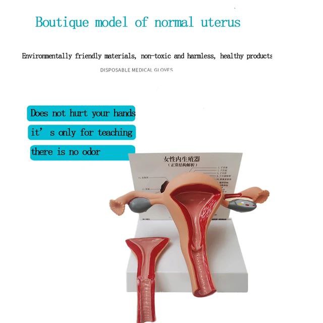 Female Reproductive System Anatomy Model