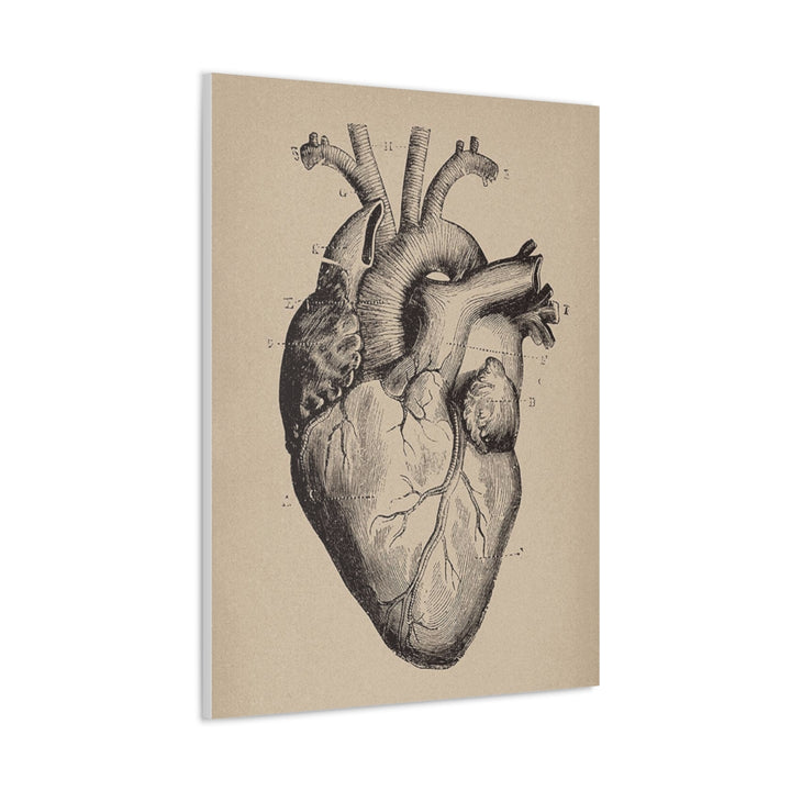 Heart Anatomy Canvas