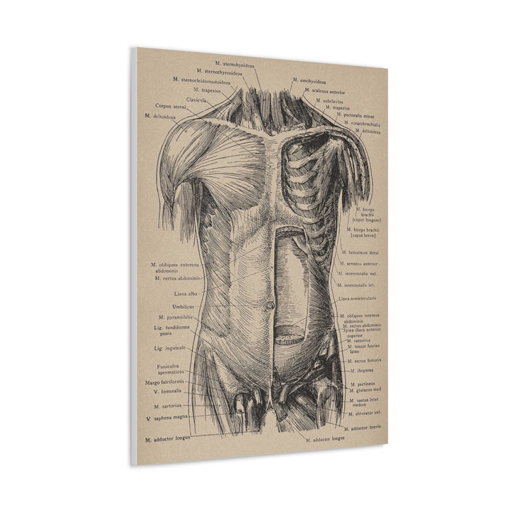 Abdominal Wall Canvas