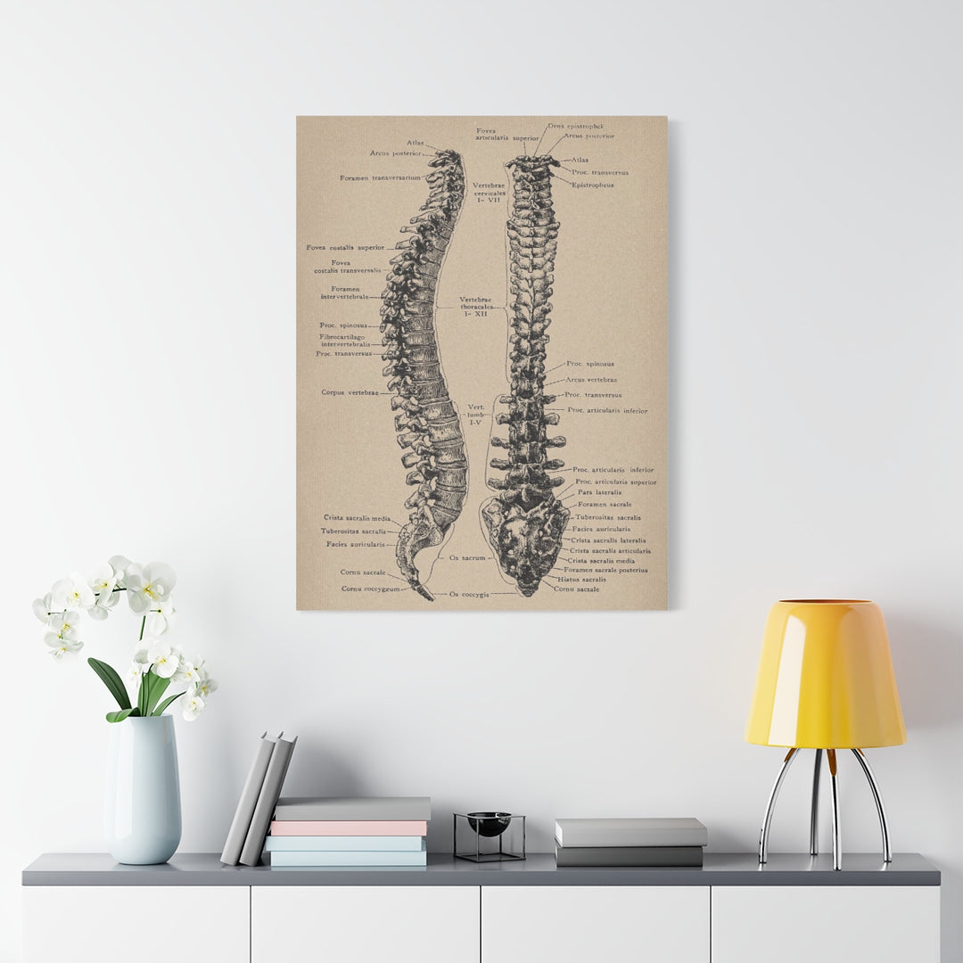 Vertebral Column Anatomy Canvas