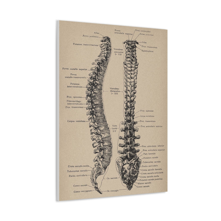 Vertebral Column Anatomy Canvas