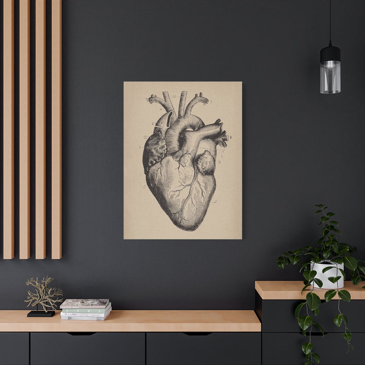 Heart Anatomy Canvas