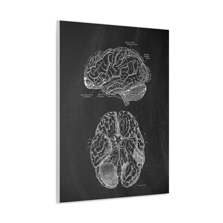 Human Brain Black Anatomy Canvas