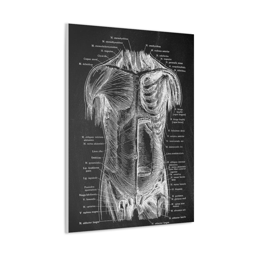 Abdominal Wall Black Anatomy Canvas - drtobe