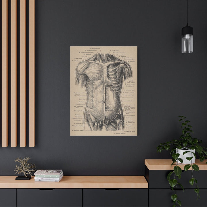 Abdominal Wall Canvas - drtobe
