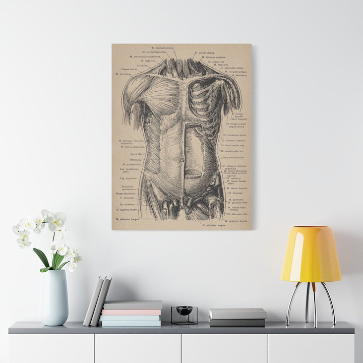 Abdominal Wall Canvas - drtobe