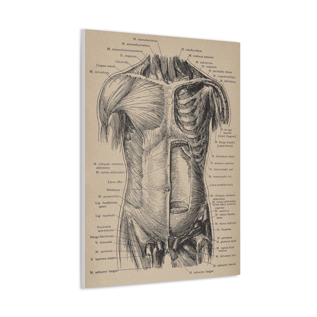 Abdominal Wall Canvas - drtobe