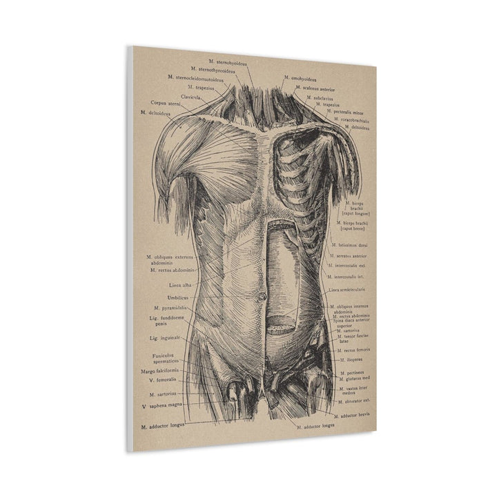Abdominal Wall Canvas - drtobe