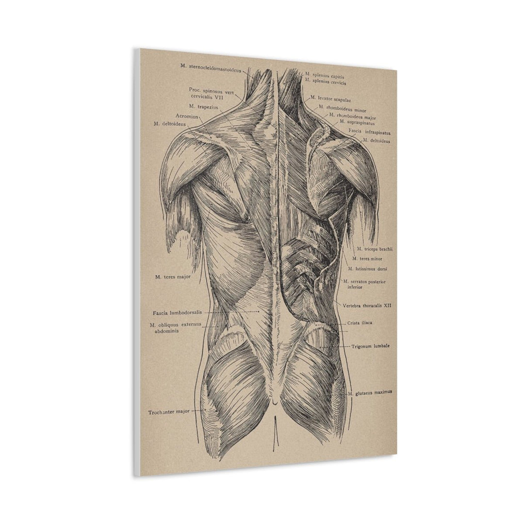 Back Muscles Anatomy Canvas - drtobe